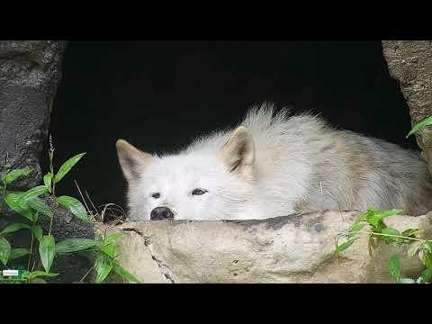 Rainy Day Makes Wolf a Moody Cutie #Video