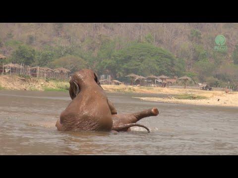 The Elephant Herd Heals! - ElephantNews #Video