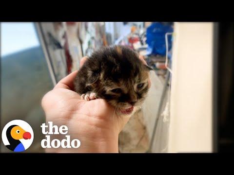 Woman Wasn't A Cat Person — Until She Met This Kitten #Video