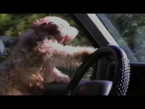 Dogs Who Can Drive - Compilation