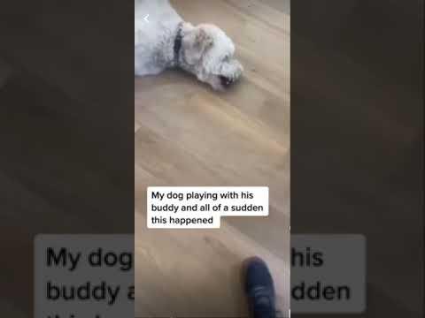 Shy rescue dog has sweetest bond with human mom #Video