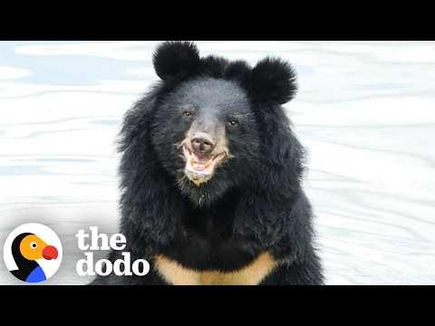 Moon Bear Sees Skies For First TIme in 27 Years #Video