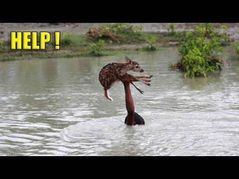 Most Incredible Animal Rescues I've EVER Seen! #Video