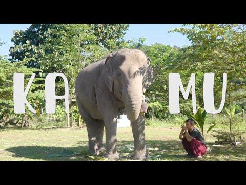 A Journey Of Elephant KaMu To A Forever Home - ElephantNews #Video