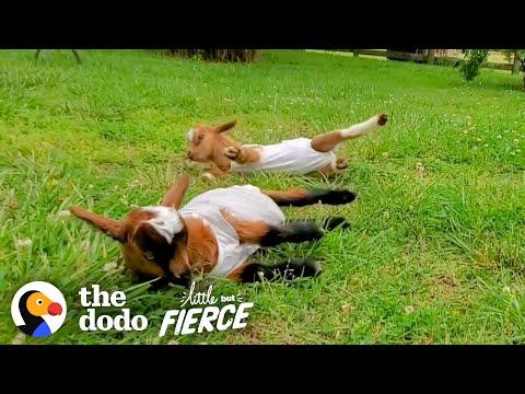 Wobbly Baby Goats Learn To Run And Can’t Stop Jumping Around Video
