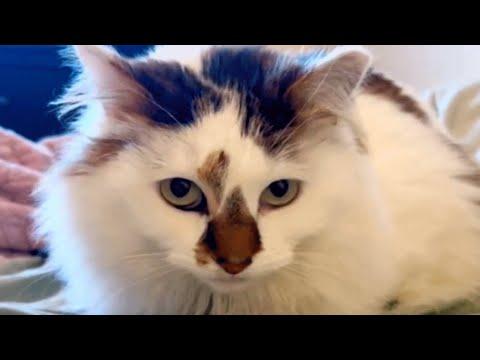 Shy shelter cat kept doing this in her new home #Video