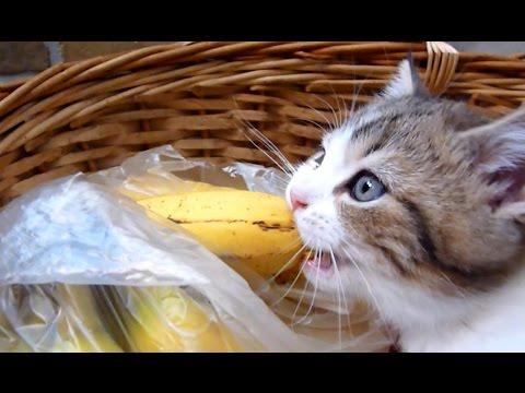 Banana Kitten Named Orfey | Funny Cats