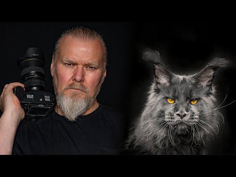 The Beauty of Maine Coon Cats: 100 Captivating Portraits #Video