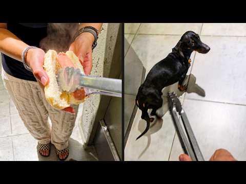 Sacrifices Had To Be Made | YOUR Daily Dose of Pets #Video
