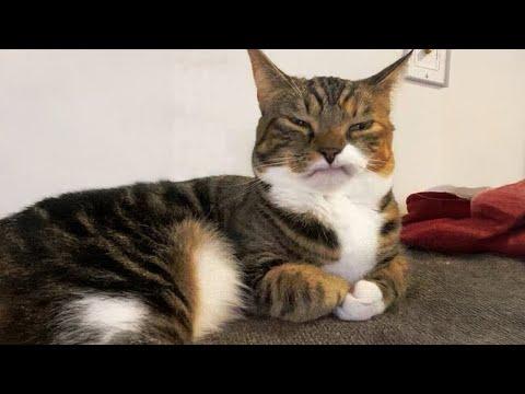 Most hilarious Orange CATS that will make you LAUGH! Best CAT VIDEOS 2024 #Video