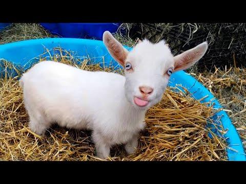 Why Goats are the FUNNIEST ANIMALS in the world #Video