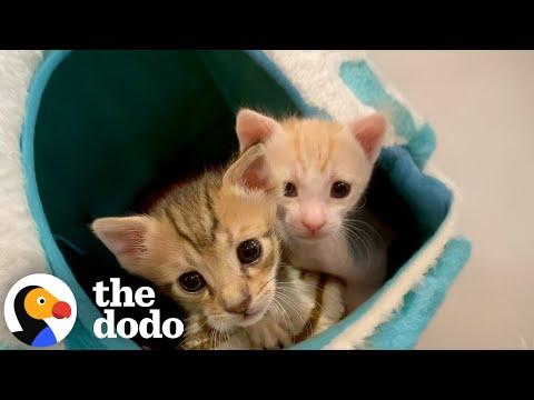 Woman Bathes Two TINY Kittens With A Toothbrush #Video