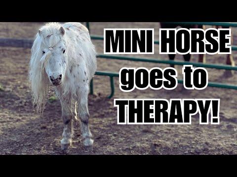 He fell asleep! This tiny old horse LOVES it - The Clever Cowgirl #Video