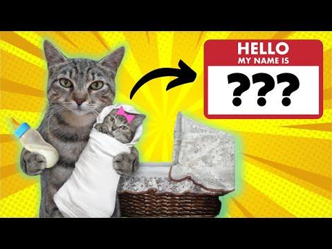 Top 10 Most Popular Cat Names of 2022 (Male & Female Lists) #Video