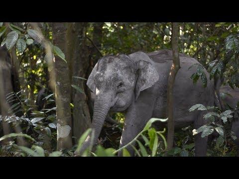 Planting Trees for Elephants