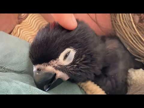 This Parrot Acts Like a Toddler and Laughs Like a Human #Video