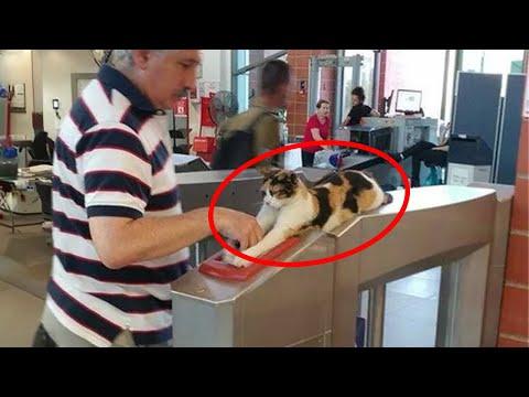 When a security cat keeps a close eye on all the passenger #Video