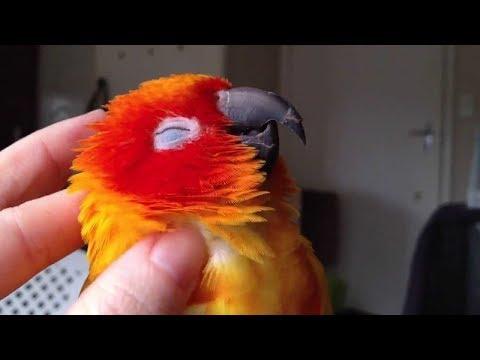 A Funny and Cute Parrots Compilation -  Cutest Parrot Videos Ever
