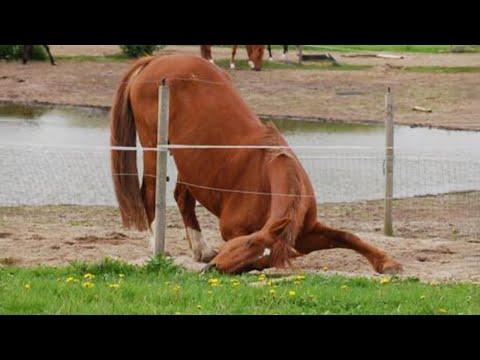These funny horses totally ended my serious mood #Video