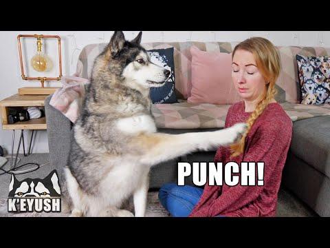 Why You Should NEVER Work With Dogs! Behind The Scenes Video!