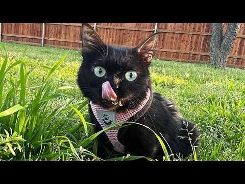 This Stubborn Little Cat Changed Everything #Video