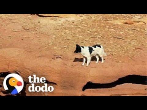 Guy Follows Stray Dog In The Desert For Four Days  #Video