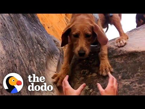 Anxious Golden Pup Rappels Down Canyons Now #Video