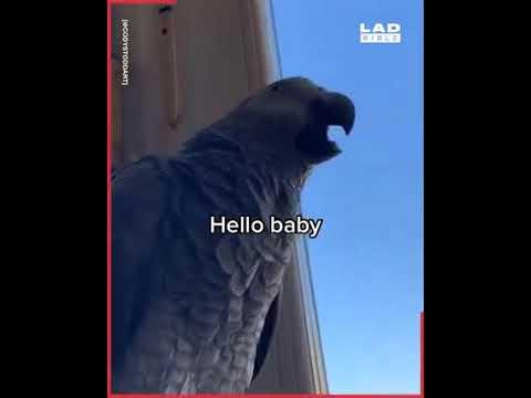 The Parrot With A Scottish Accent #Video