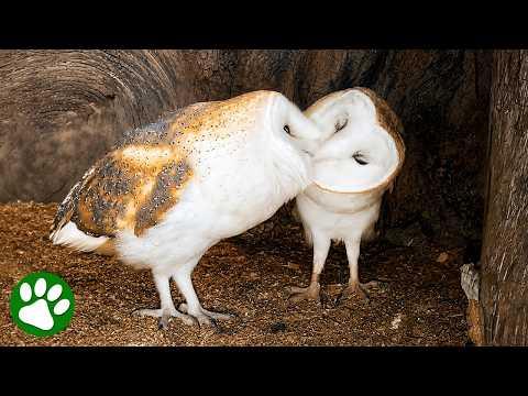 I Built Hundreds Of Nest Boxes To Help Wildlife Find A Home #Video