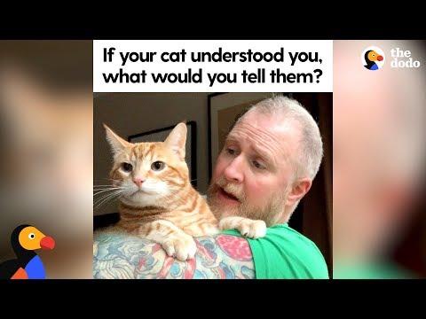 People Tell Their Cats What They REALLY Think Of Them | The Dodo