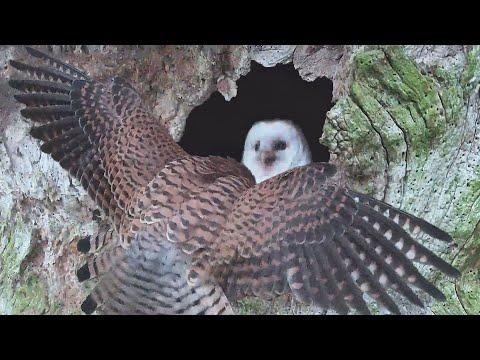 Barn Owl vs Kestrel - Gylfie & Jenny Battle it Out | Robert E Fuller #Video