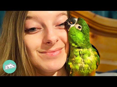 Parrot Sings Random Songs And Won’t Give Girl a Break | Cuddle Birds