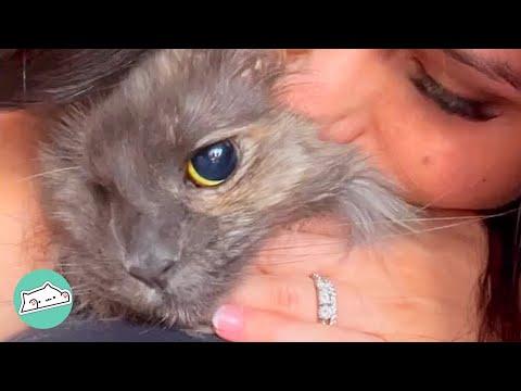 'Pirate' Cat Steals Everyone’s Heart. Ivy’s Not Afraid of People Anymore #Video