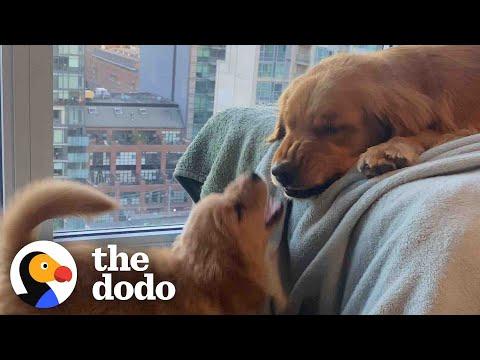Golden Retriever Falls In Love With His Annoying Little Sister #Video