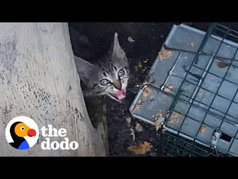 Woman Crawls Through Drain Pipe to Save Kitten #Video
