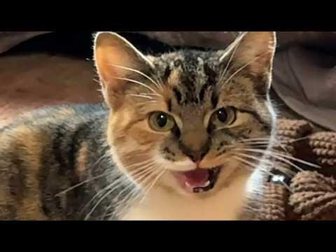 Mystery cat shows up at guy's house and asks for help #Video