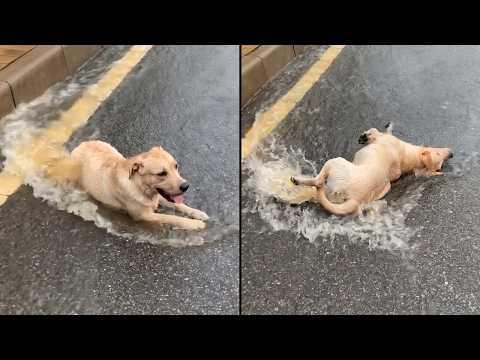 Dog Has The Time Of His Life In Flooded Street #Video