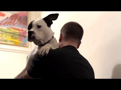 Rescue dog insists dad carries her like a baby #Video