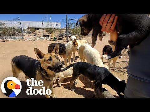 Grieving Mama Dog Finds The Perfect Match #Video