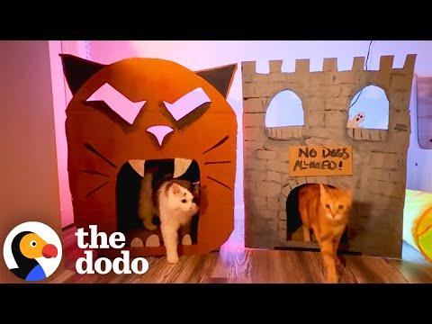 Dodo Producer Crafts Spooky Cardboard Houses For Her Cats #Video