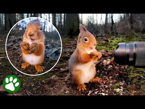 I Put My Camera in the Forest and the Squirrels Started Posing #Video