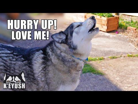 Husky Tells Human To HURRY UP And LOVE Him! #Video