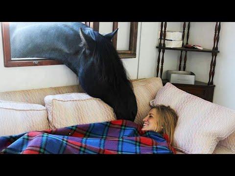 When Animal becomes your morning buzz #Video