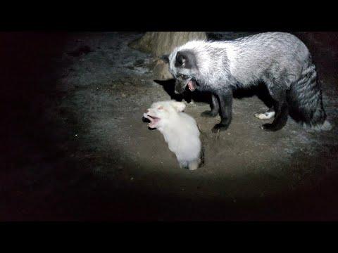 Digging dens with Emmie and Floofala Fox #Video