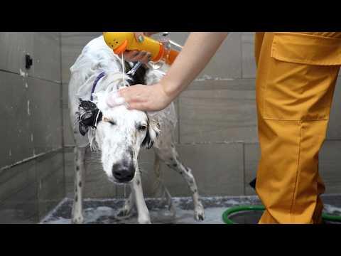 I Groomed a Long Noodle Dog and This Happened... #Video