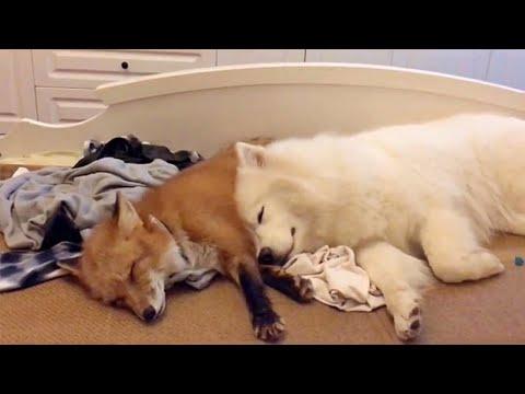 Fluffy Dog And Rescued Fox Are Best Friends #Video