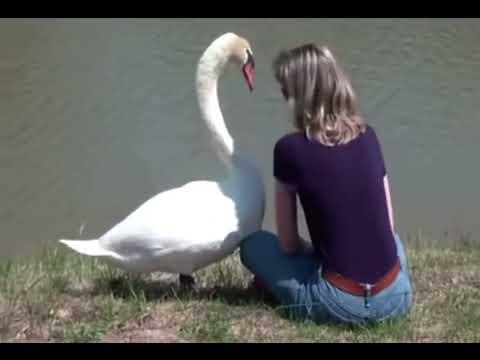 Swan Makes New Friend #Video