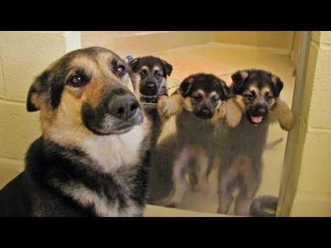When Your Dog Is So Proud to Be a Mom For The First Time #Video