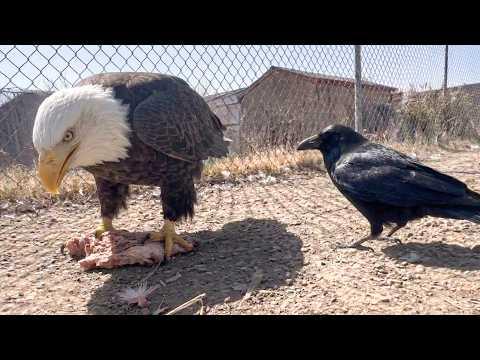 This Crow Stole The Eagle’s Food  #Video