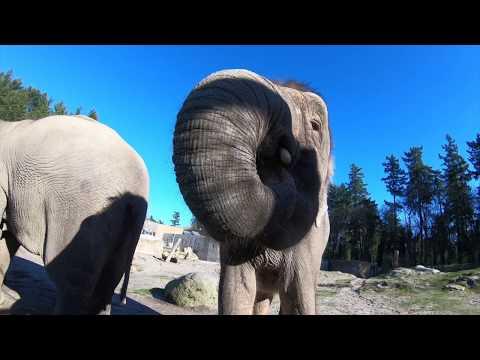 How Elephants Eat Honeydews